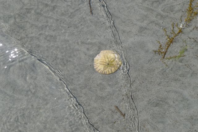 Sand Dollar covered by ocean water